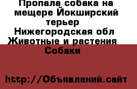  Пропала собака на мещере Йокширский терьер - Нижегородская обл. Животные и растения » Собаки   